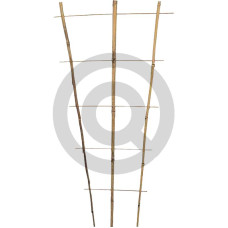 Trellis 